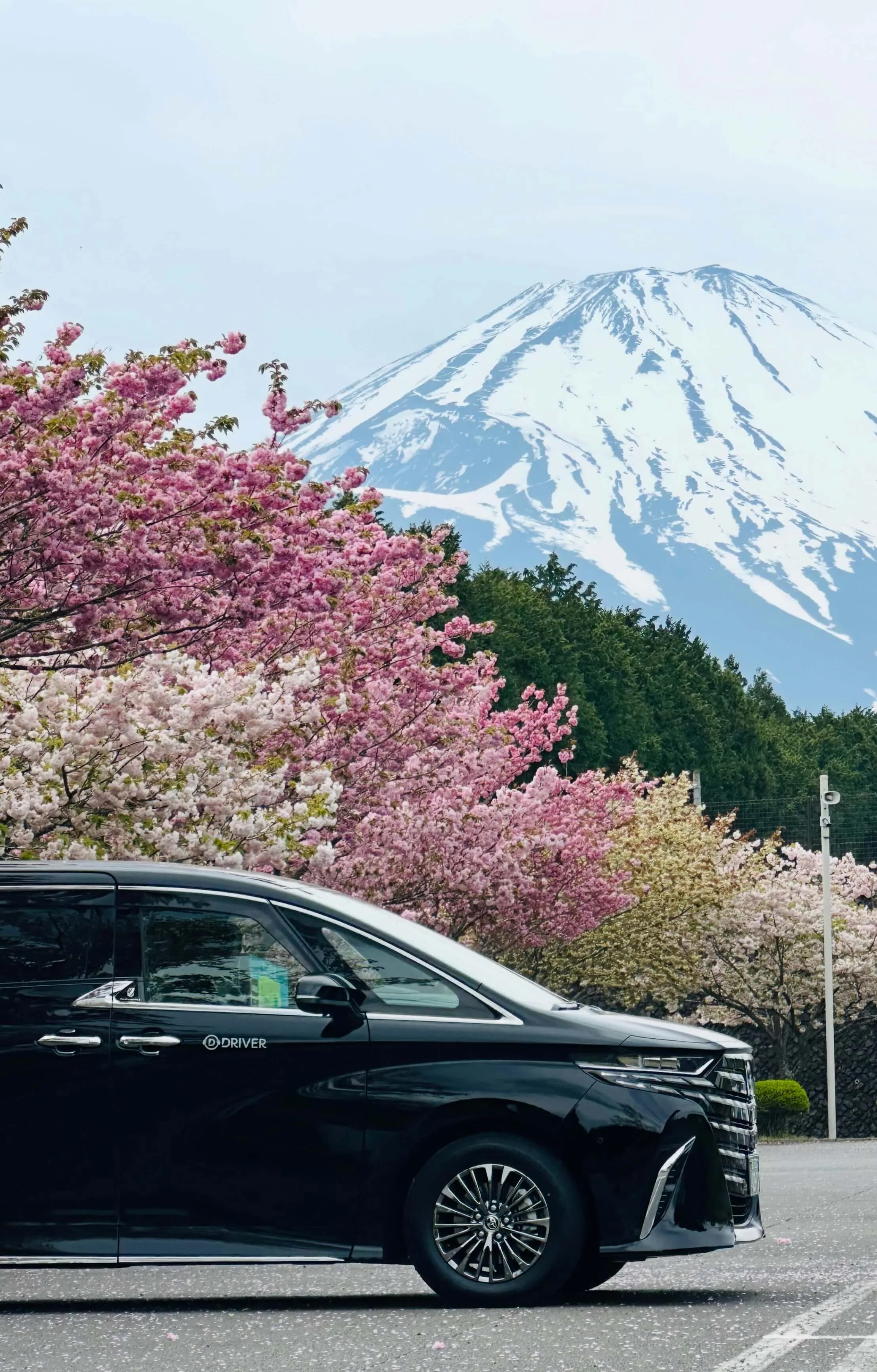 DRIVER Japan black luxury van with cherry blossoms and snow-capped Mount Fuji in the background.